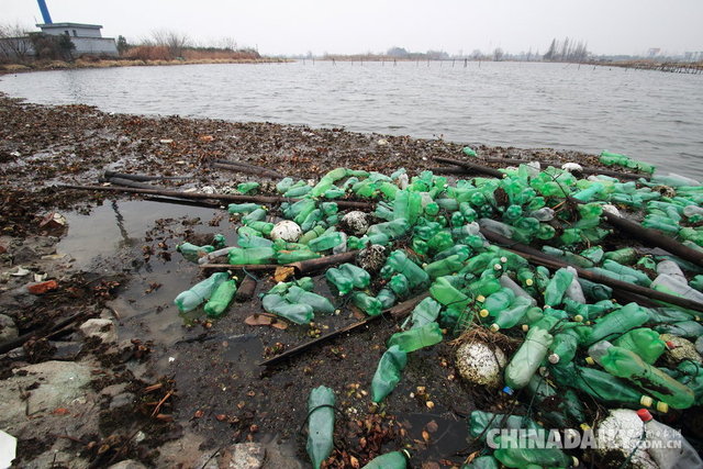 绍兴：水葫芦残枝泛滥市区湖泊