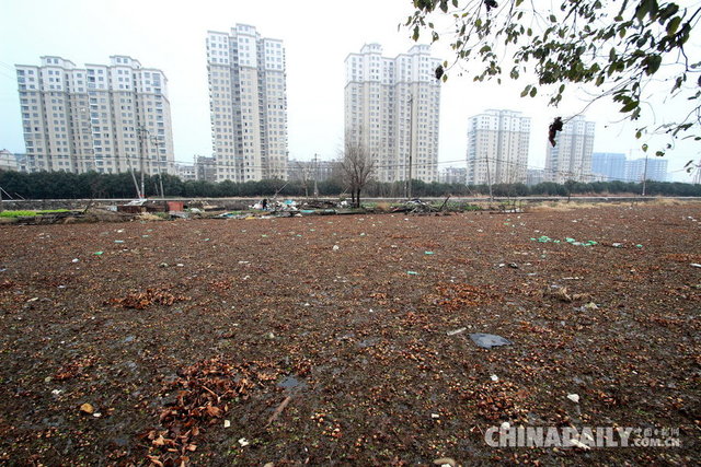 绍兴：水葫芦残枝泛滥市区湖泊