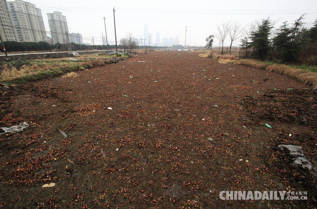 绍兴：水葫芦残枝泛滥市区湖泊