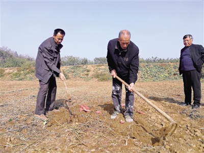 【河南好项目-图片（页面标题：新郑“扶贫红薯”）】【 移动端-焦点图】新郑“扶贫红薯”受热捧