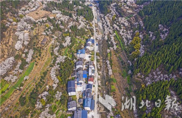 湖北宜昌：漫山樱桃花开白如雪