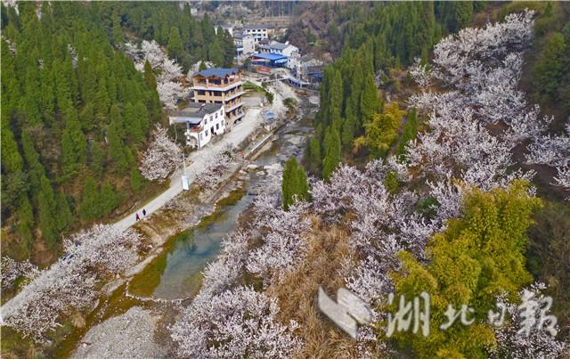 湖北宜昌：漫山樱桃花开白如雪