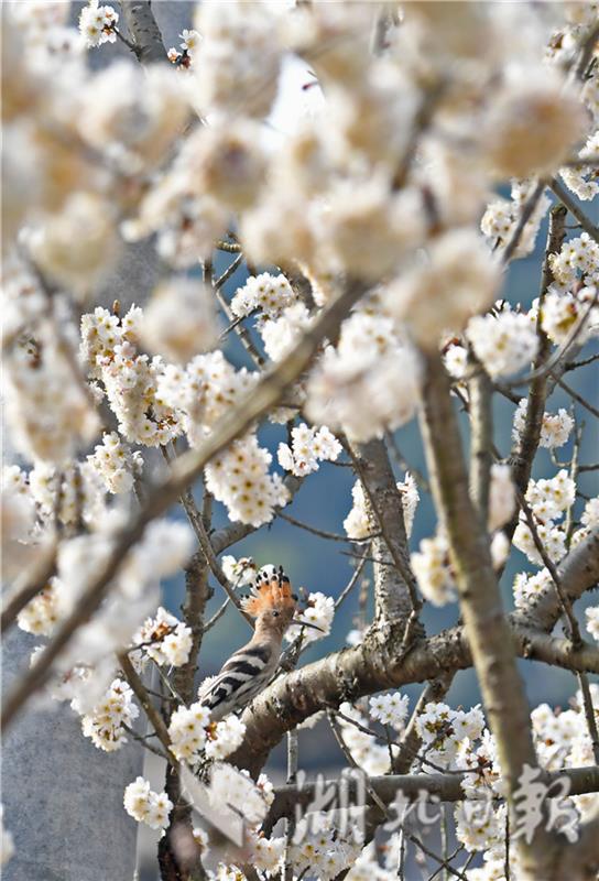 湖北宜昌：漫山樱桃花开白如雪