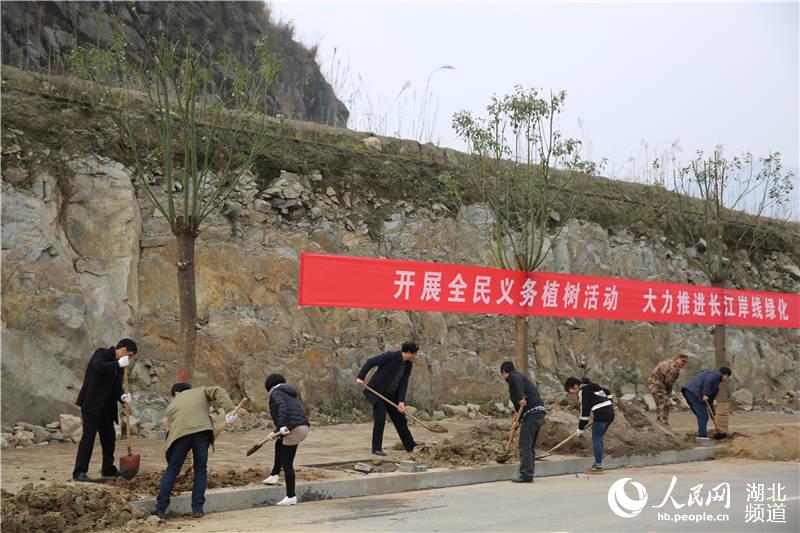 三峡库区湖北秭归千名干群库岸挥揪披绿