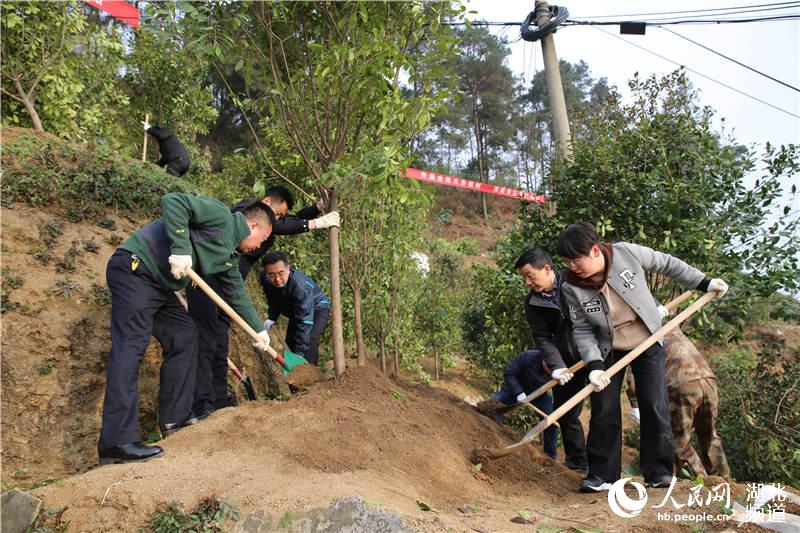 三峡库区湖北秭归千名干群库岸挥揪披绿