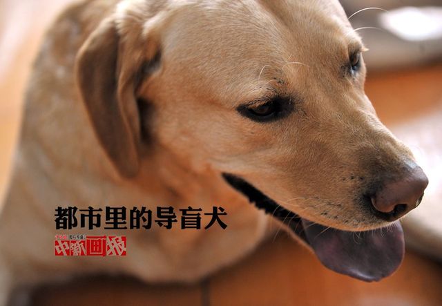 都市里的导盲犬 为盲人重燃希望