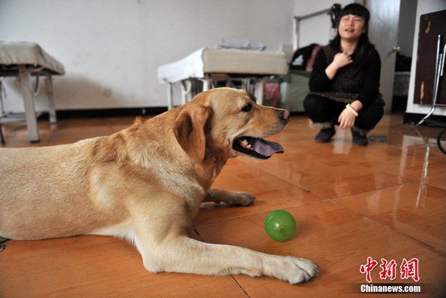 都市里的导盲犬 为盲人重燃希望