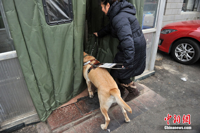 都市里的导盲犬 为盲人重燃希望