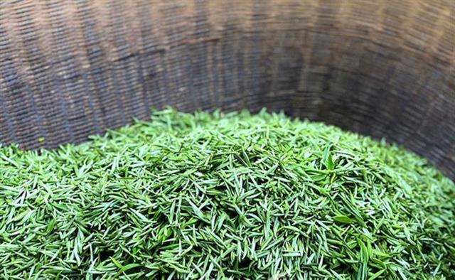 新茶价格涨三成 恩施玉露近32万亩春茶陆续开采