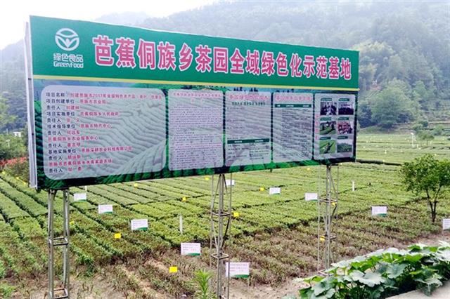 新茶价格涨三成 恩施玉露近32万亩春茶陆续开采