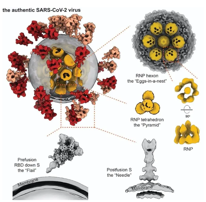 全球首个！ 我国揭示新冠病毒全病毒精细结构