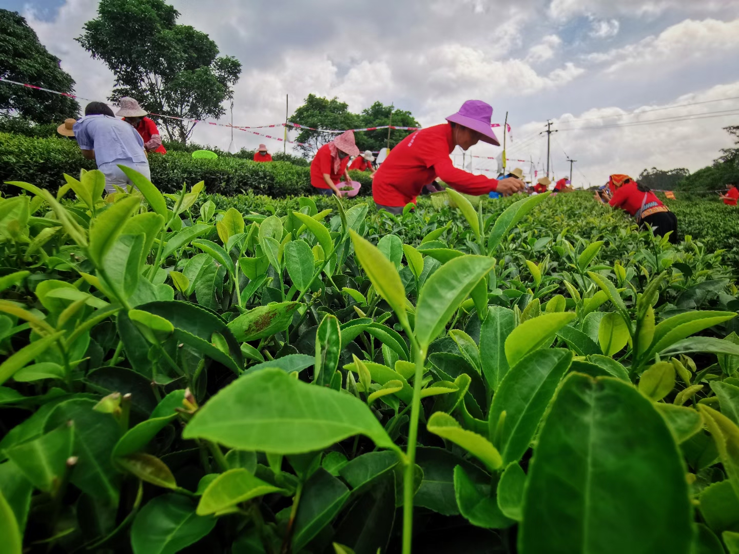 【B】广西兴业县：茶叶加工大比拼 脱贫攻坚有助力