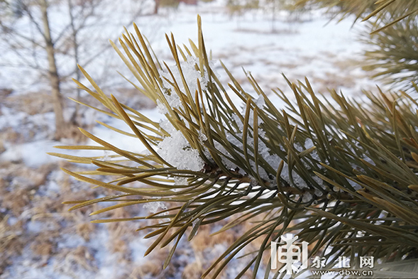 中国最冷小镇迎春天首场降雪