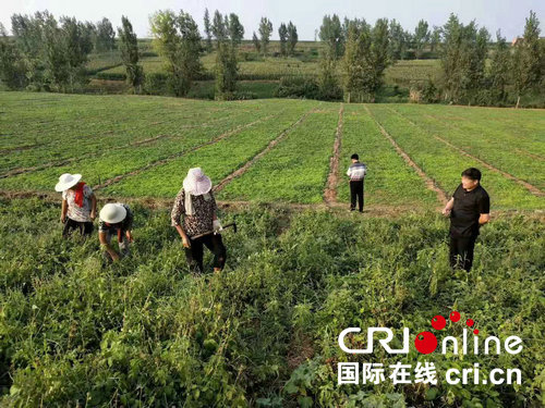 【河南在线-文字列表】【移动端-文字列表】河南鲁山县四棵树乡土楼村：种草药 治“穷病”