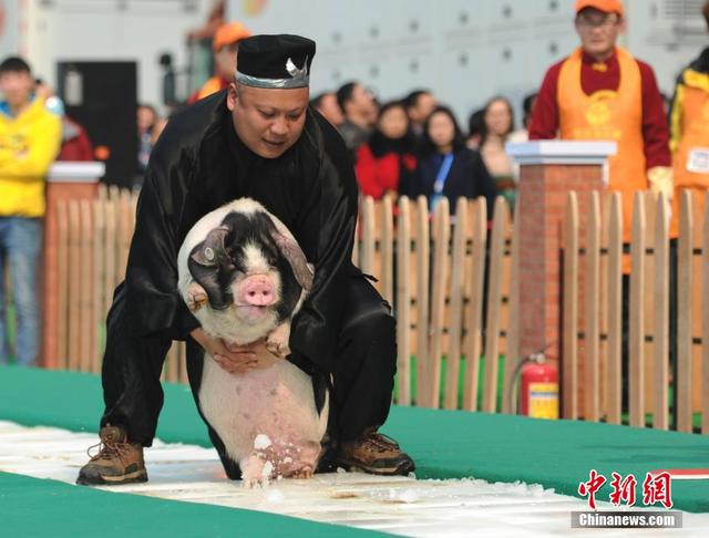 长沙举行冰面抱花猪赛跑