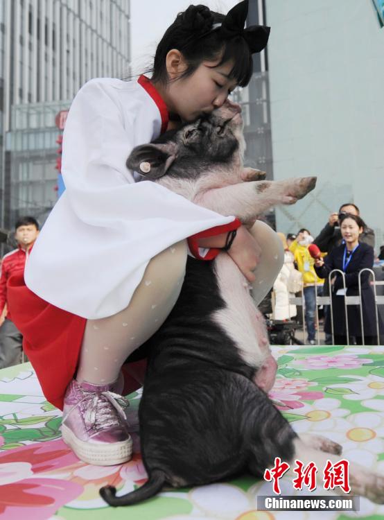 长沙举行冰面抱花猪赛跑