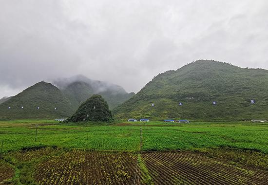 百色隆林：发展桑蚕产业织出“致富网”