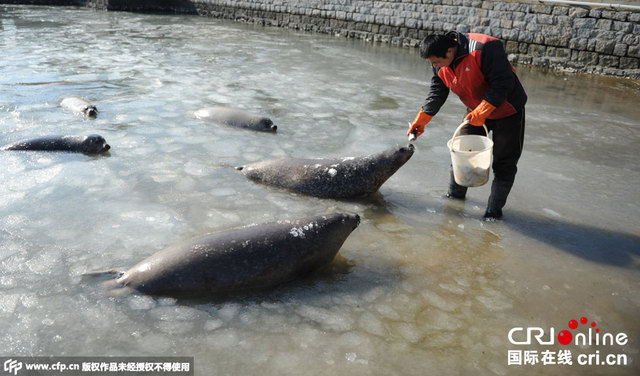 山东烟台海豹湾结冰 海豹破冰觅食