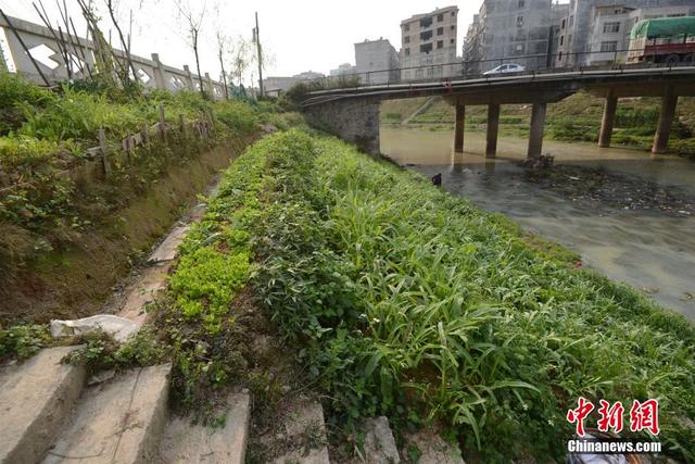 广西陆川河道被开垦成菜地