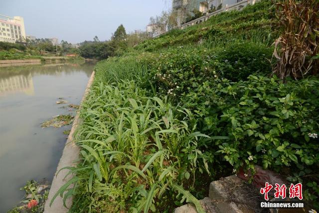 广西陆川河道被开垦成菜地