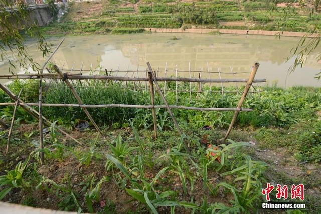 广西陆川河道被开垦成菜地