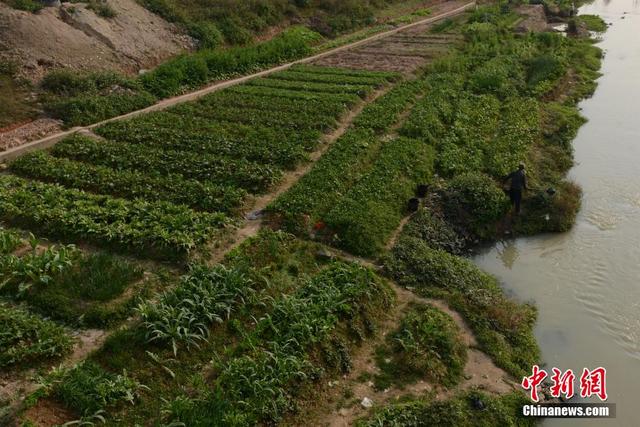 广西陆川河道被开垦成菜地