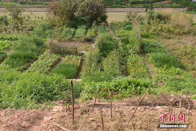 广西陆川河道被开垦成菜地