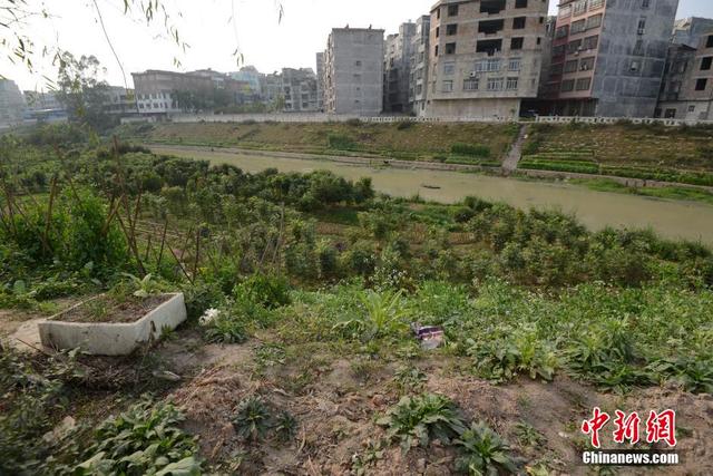 广西陆川河道被开垦成菜地