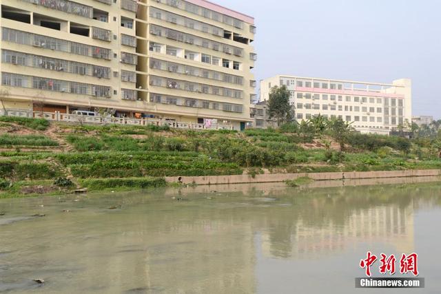 广西陆川河道被开垦成菜地