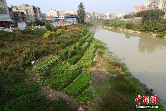 广西陆川河道被开垦成菜地