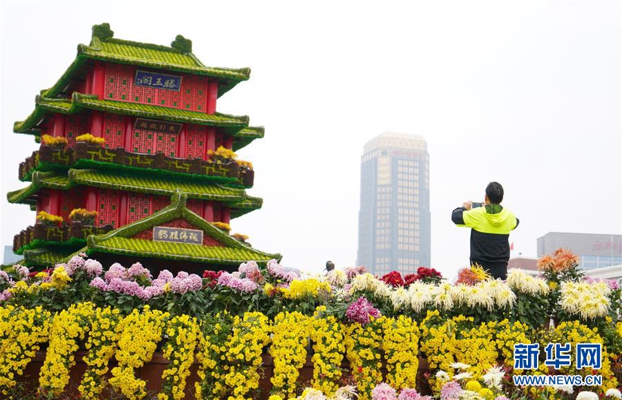 江西南昌：菊花绽放迎客来