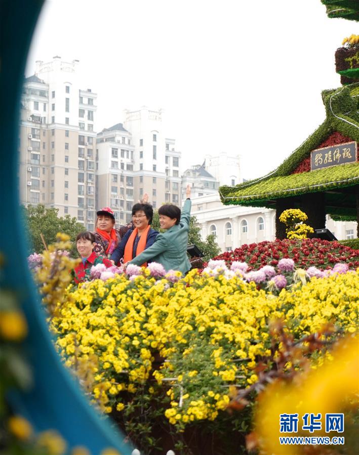 江西南昌：菊花绽放迎客来