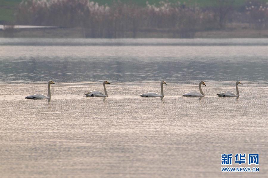 江苏盱眙：湿地成为“候鸟乐园”