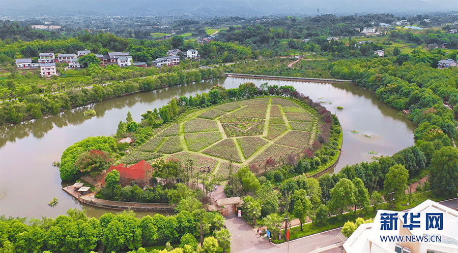 重庆：乡村鲜花经济悄然绽放