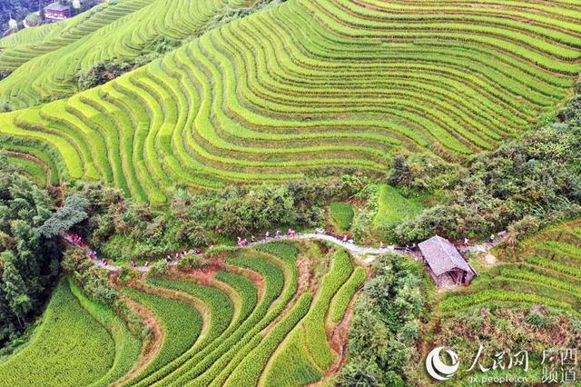 广西龙胜举办龙脊梯田百公里跑山赛