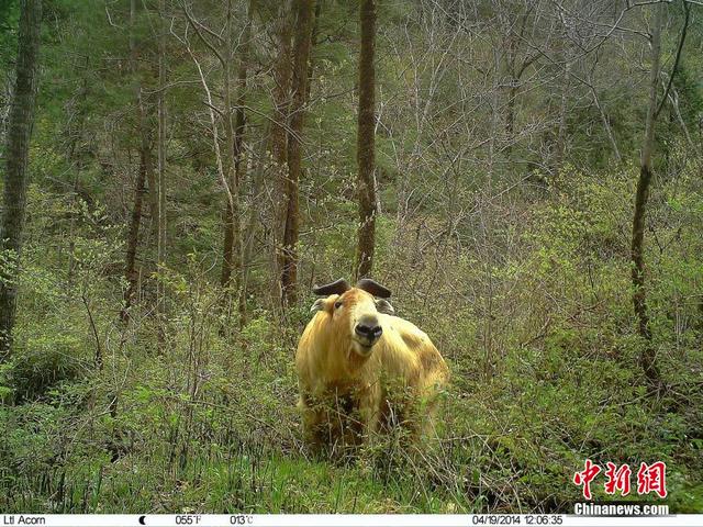 追踪拍摄珍稀动物“秦岭四宝”