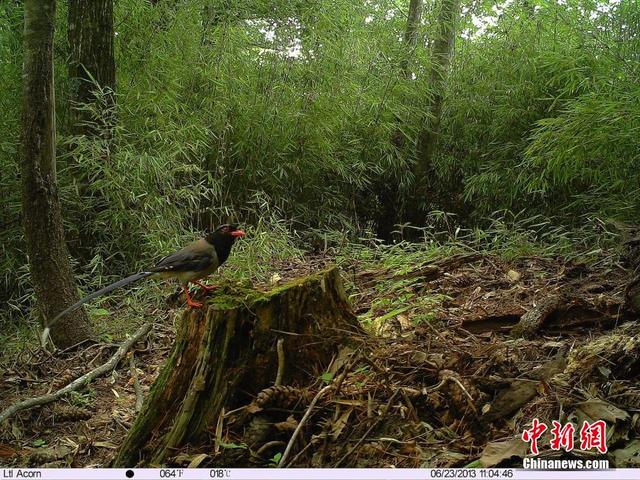 追踪拍摄珍稀动物“秦岭四宝”