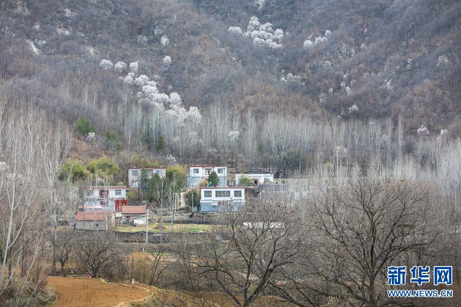 【焦点图-大图】【移动端-焦点图】【中原名景-图片】河南鲁山：辛夷如雪问春风