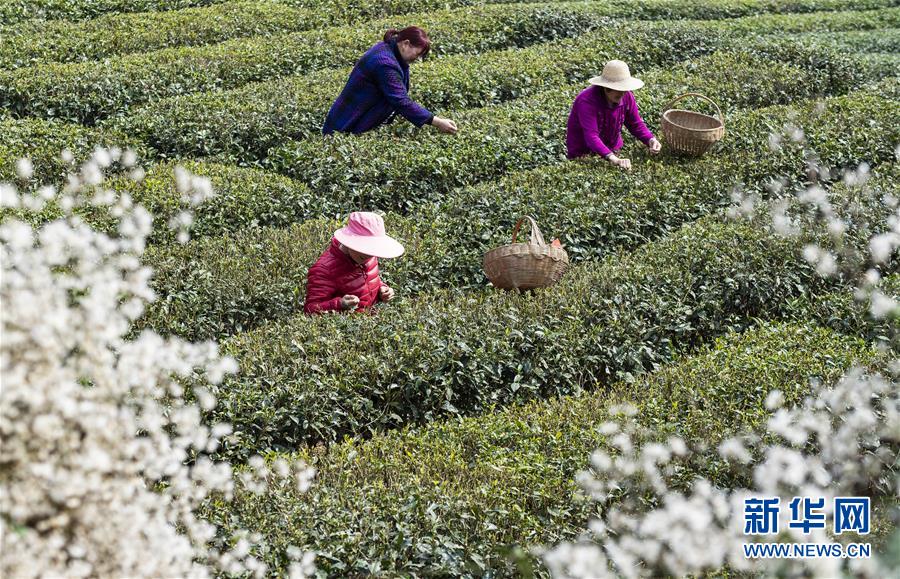 湖北秭归早茶飘香