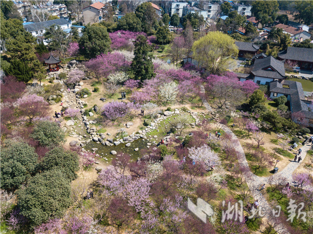 东湖梅花竞相怒放