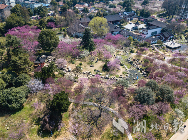 东湖梅花竞相怒放