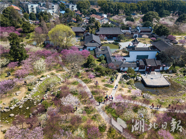 东湖梅花竞相怒放