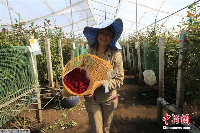 哥伦比亚花农为情人节备花：彩虹玫瑰唯美浪漫