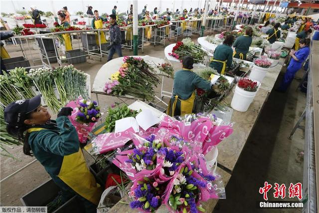 哥伦比亚花农为情人节备花：彩虹玫瑰唯美浪漫