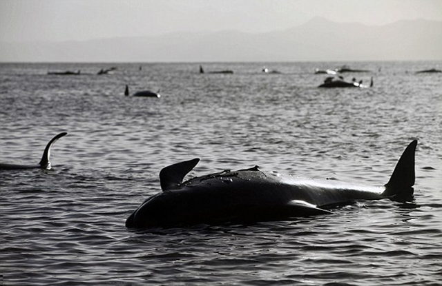 新西兰海滩198头鲸鱼搁浅 已有50头死亡