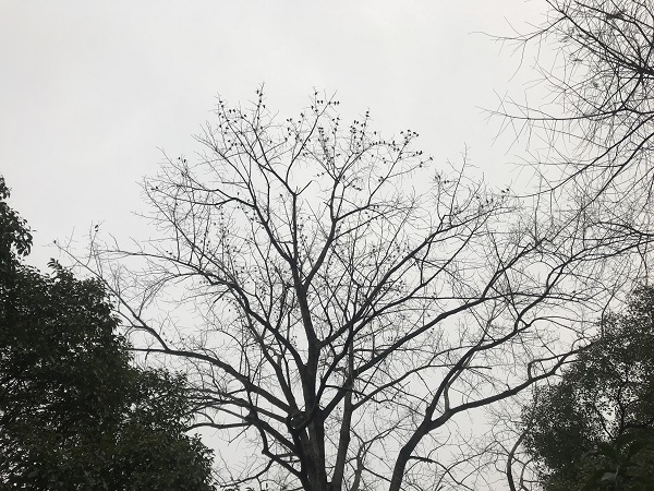 上海植物园大群灰椋鸟“归林” 人与自然咫尺间