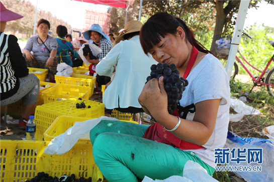 刘强东为“户县葡萄”代言！ 48小时送上一线城市市民餐桌_fororder_1121458739_15022839129231n.JPG