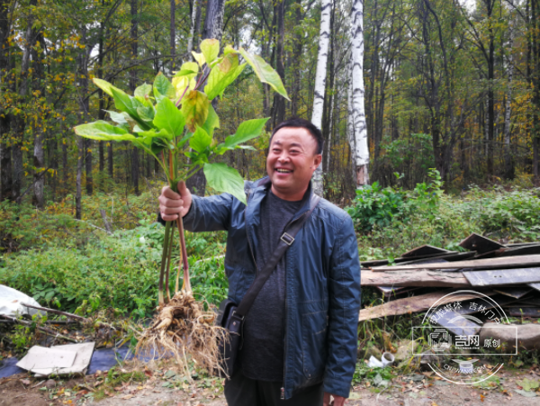 吉林抚松：“中国参乡”如何享誉全球