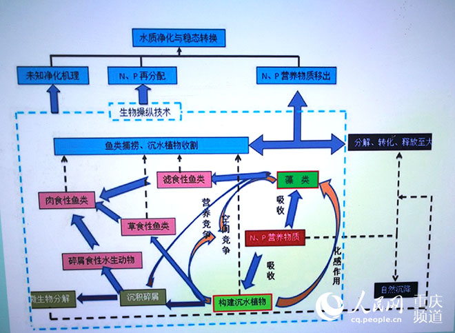 【能源环保 列表】会呼吸的“水下森林” 沉寂死水再泛绿波