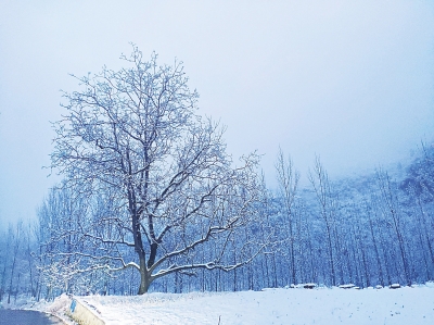 【中原名景-图片】初雪塑造银装新世界